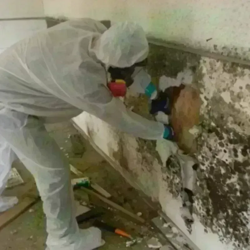 Best Mold Remediation and Removal Service in Greensburg, KS